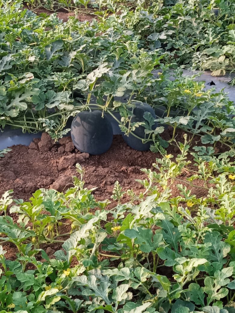 भात शेती