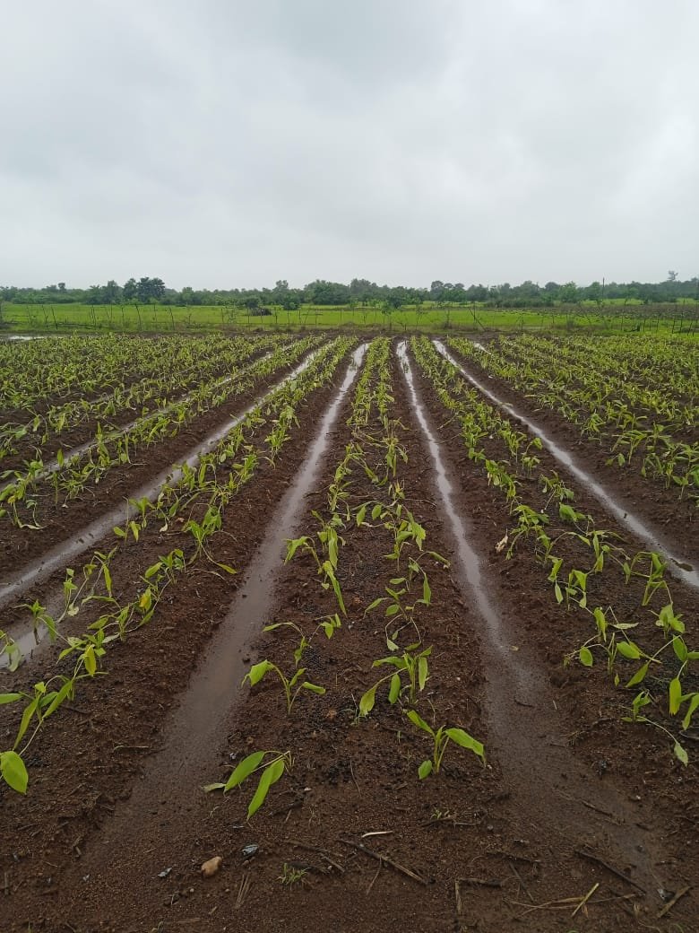 हळद लागवड